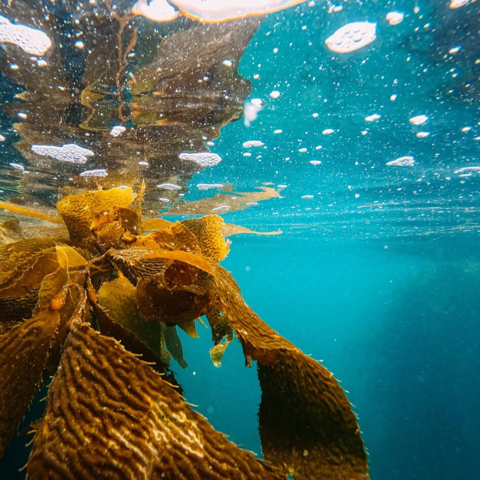 100% Pure Restorative Sea Culture Replenishing Serum - Gentle Skin Essentials