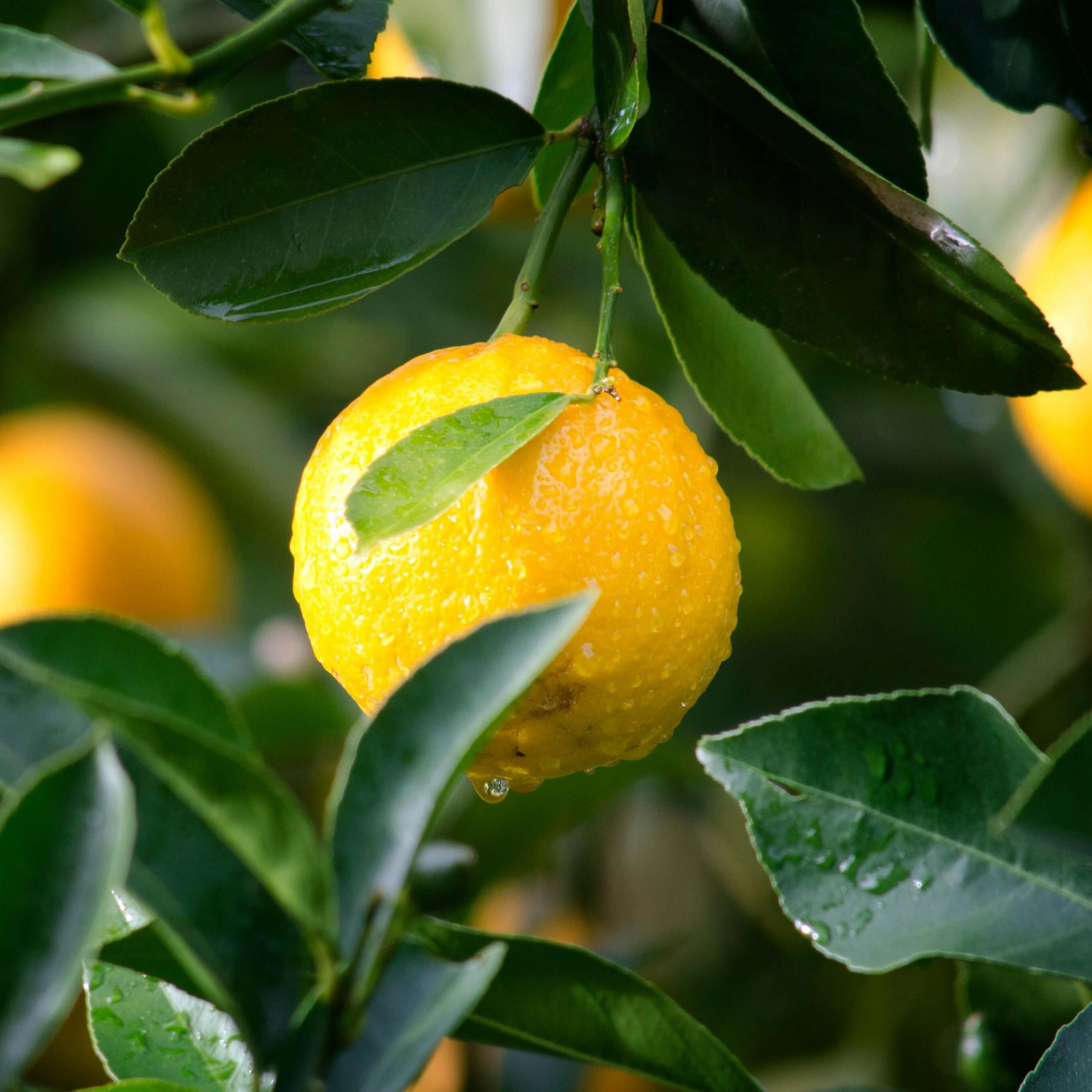 Hydrating Face Cream - Gentle Skin Essentials