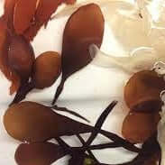 Seaflora Eye Contour Gel - Gentle Skin Essentials