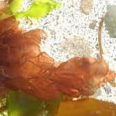 Seaflora Eye Contour Gel - Gentle Skin Essentials