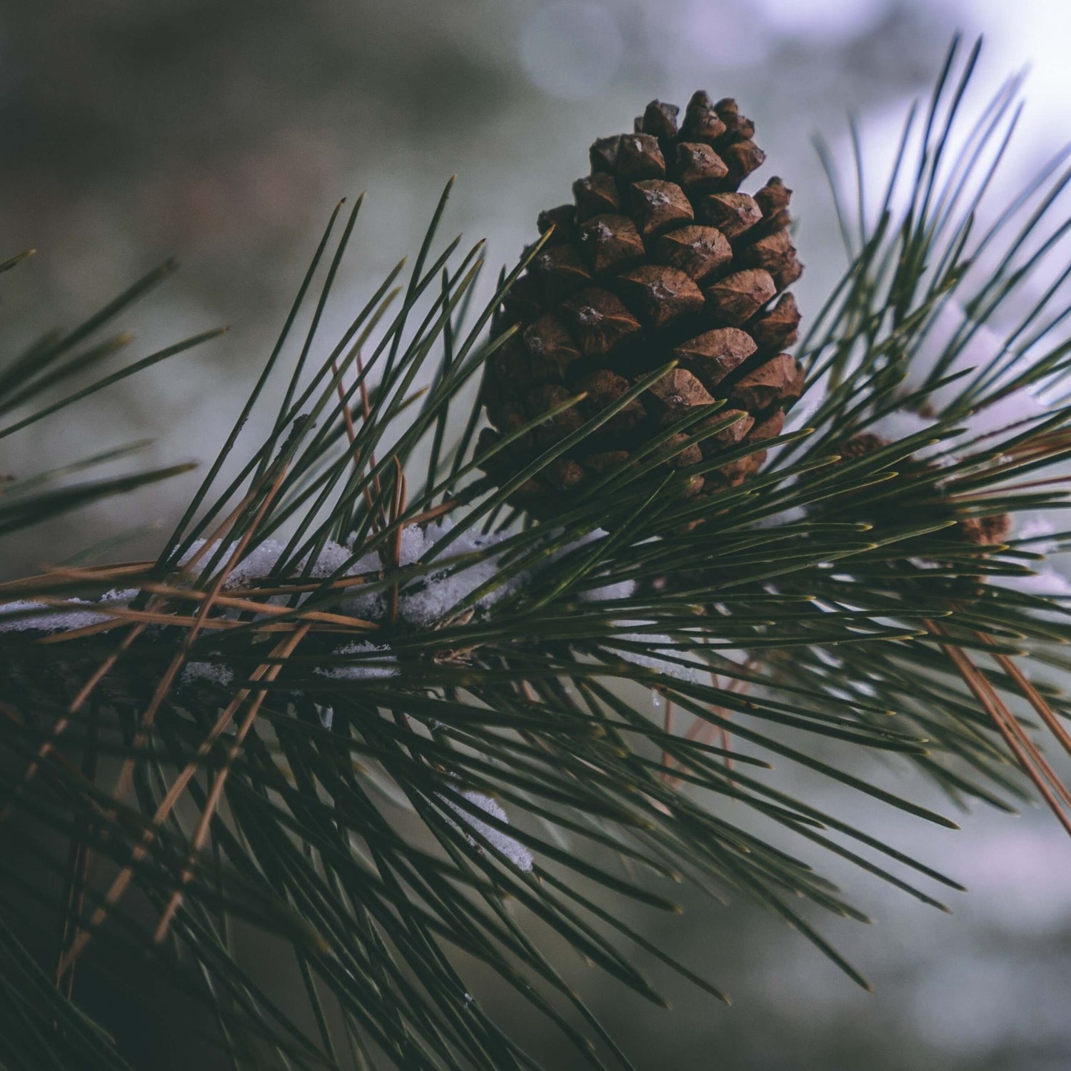 Seaflora Foaming Fucus Cleansing Concentrate - Gentle Skin Essentials