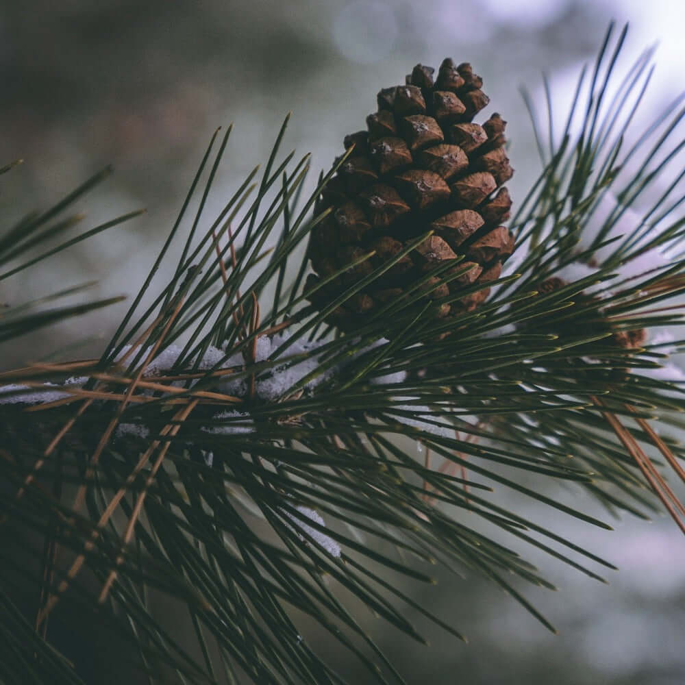 Seaflora Rich Laminaria Facial Moisturizer - Gentle Skin Essentials