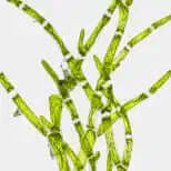 100% Pure Restorative Sea Culture Hydrating Toner - Gentle Skin Essentials