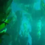 100% Pure Restorative Sea Culture Hydrating Toner - Gentle Skin Essentials