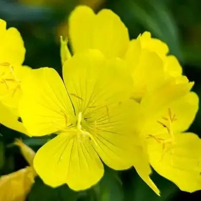 Hydrapaise® Serum Oil - Gentle Skin Essentials