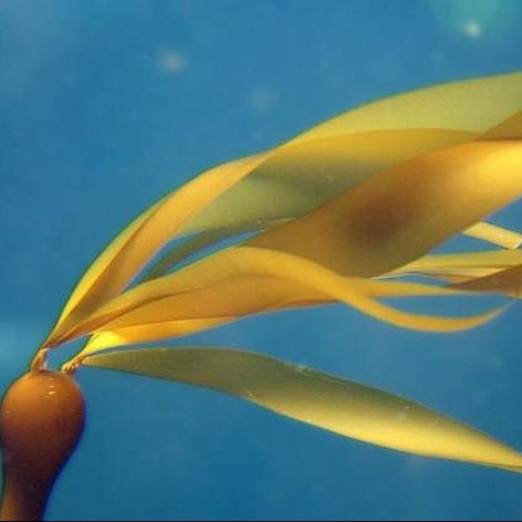 Phaeophyta Seaweed