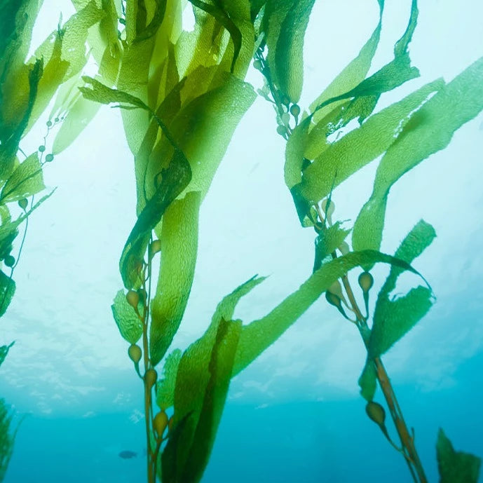 Gianttropical kelp