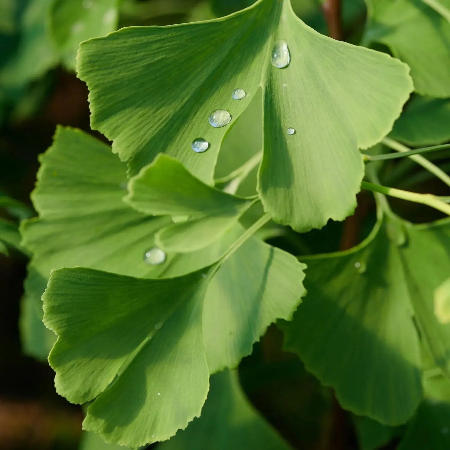 Ginkgo-biloba