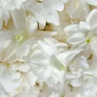 Jasmine Essential Oil